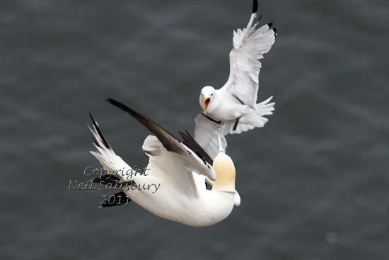 Seabird photography by Betty Fold Gallery